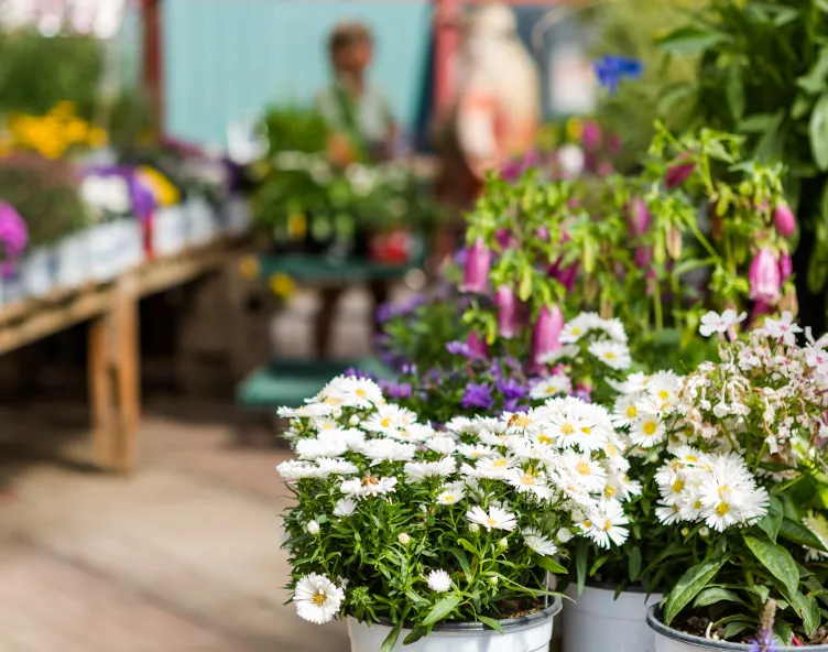 Garden centre flowers
