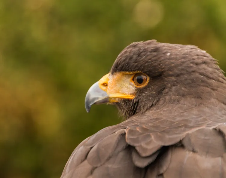 Harris Hawk