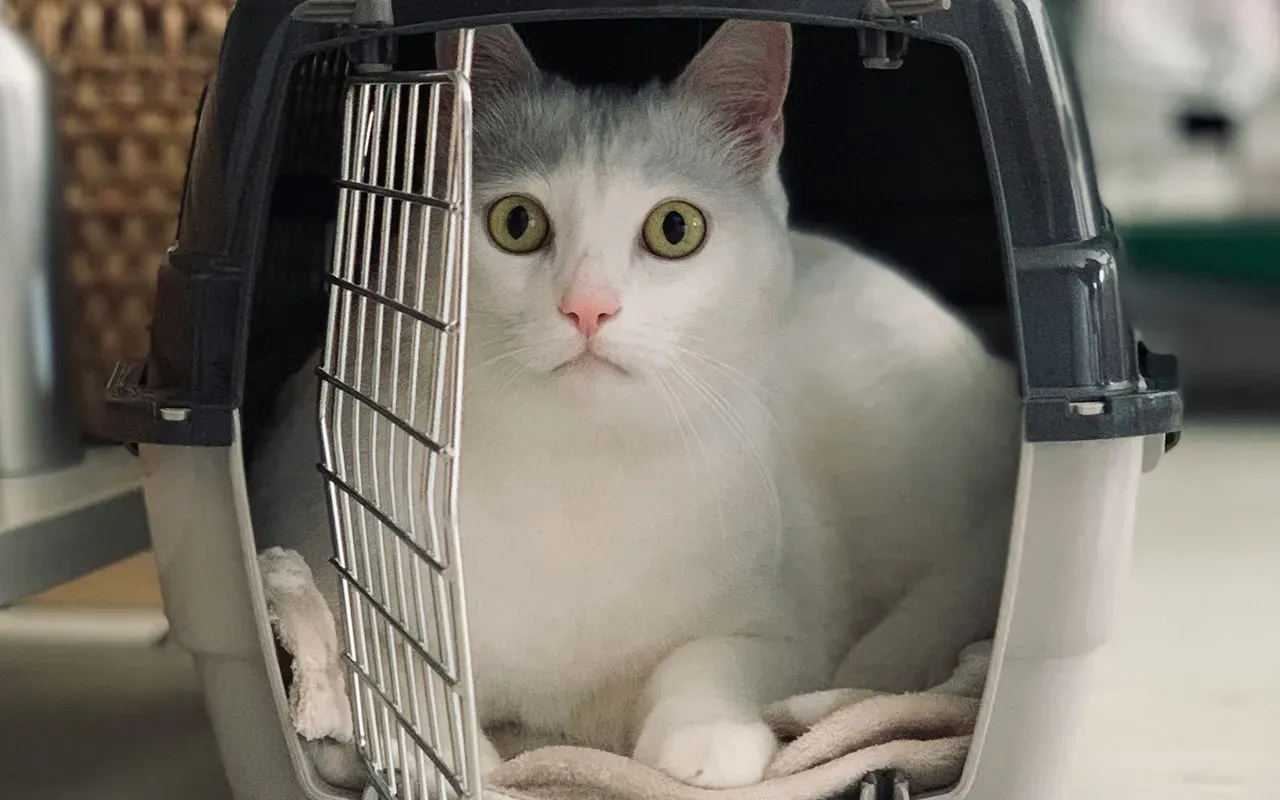 Cat in a pet carrier